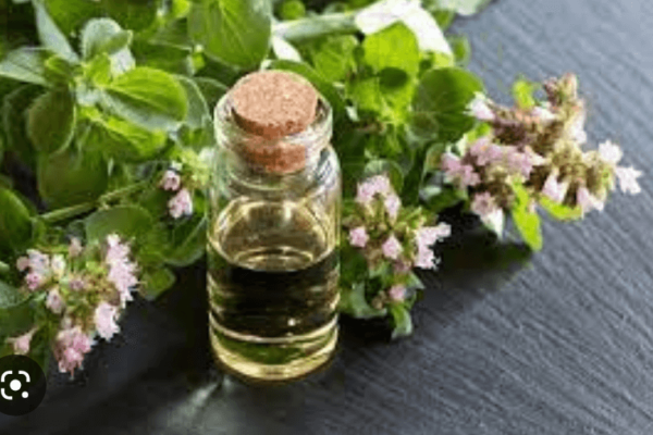 wellhealthorganic.com:health-benefits-and-side-effects-of-oil-of-oregano