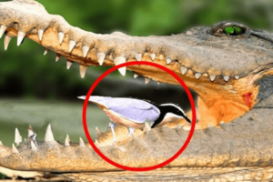 birds cleaning crocodile teeth