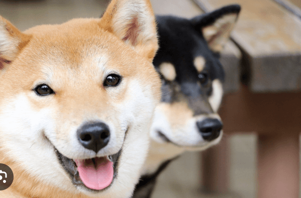 Unlocking the Crypto Canine Trio: TosaToken, Tosa Inu, and Shiba Inu